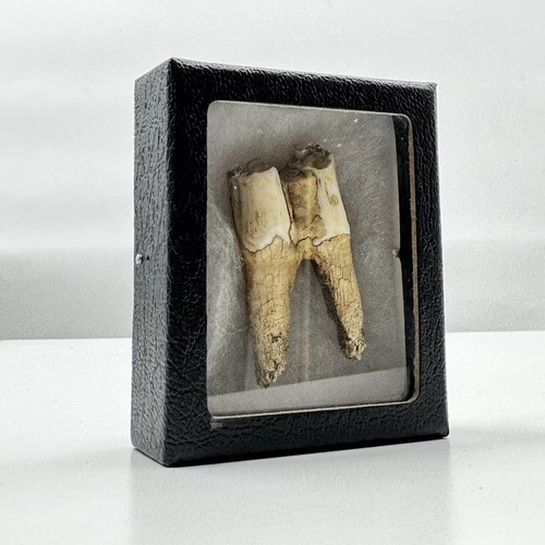 Antique cow tooth - antique,
