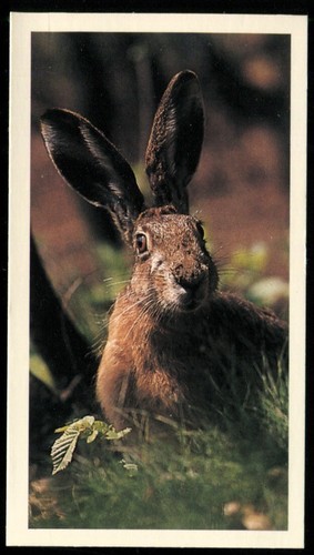 Tobacco card doncella - tobacco,