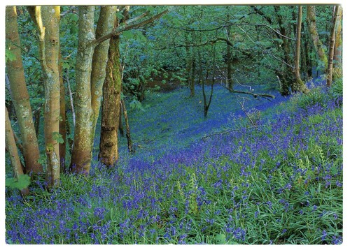 Postcard bluebell wood south - bluebell,