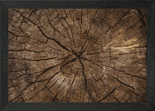 Wooden cut tree trunk Framed