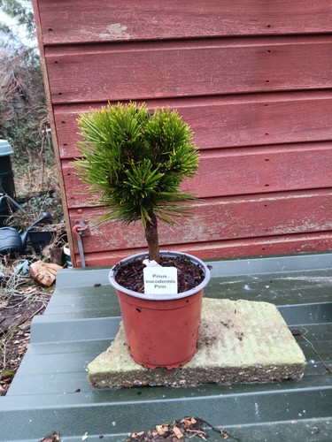 Pinus leucodermis pirin - pinus,