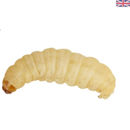 Nutritious 15g live waxworms - 15g,