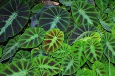 COLOCASIA JENNINGSII - 2 x bulbs - dwarf elephants ear, unusual aroid