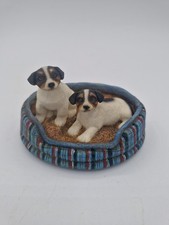 Jack Russell Terrier Puppies