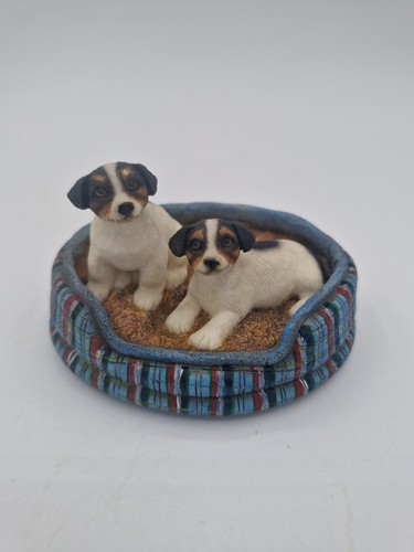 Jack russell terrier puppies - terrier,