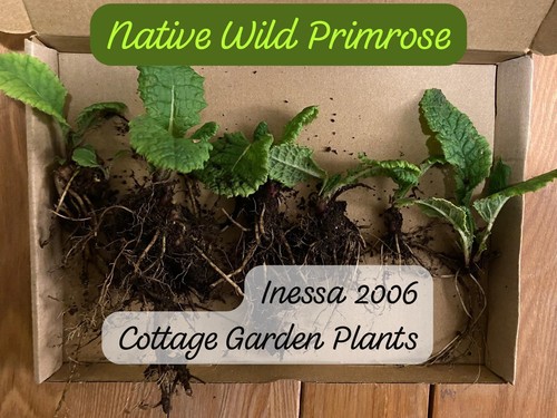 Wild british native - wild,