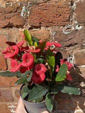 Euphorbia Milli Succulent