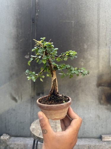 Ulmus parvifolia chinese - -,