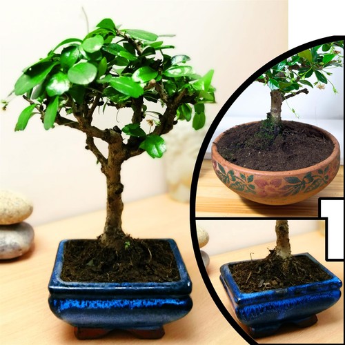 Fukien tea tree live bonsai - tree,