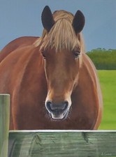 Suffolk Punch Horse "Hello!" -
