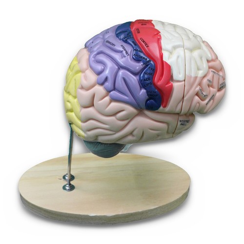 Vevor anatomical brain model - brain, 4
