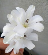 New Dierama Kilmurry White sent out in 2 litre pot