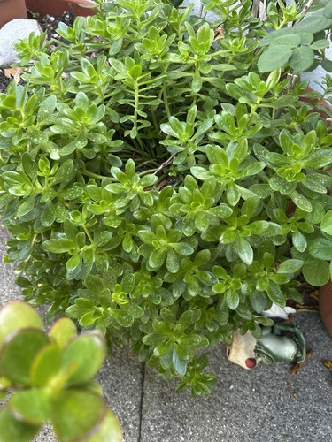Large established sedum - large,