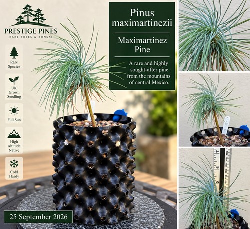 Rare pinus maximartinezii - pinus,