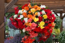 Begonia Trailing