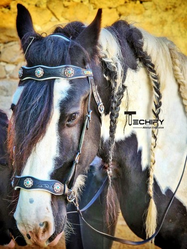Horse leather western - horse,