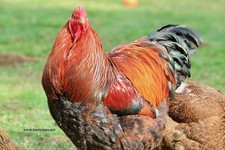 Partridge brahma fertile - brahma,