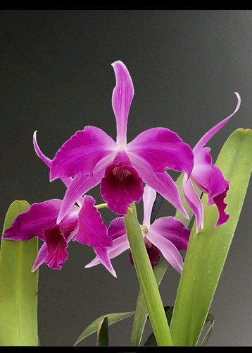 Cattleya purpurata f - purpurata,