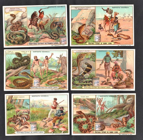 Venomous snakes card set - venomous,