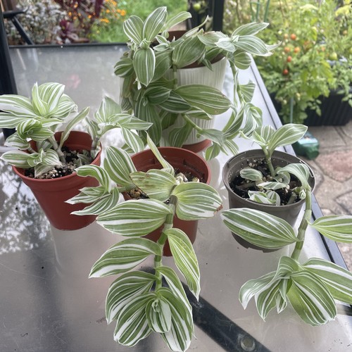 Tradescantia quicksilver - tradescantia,