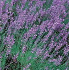 Herb & Veg Seeds - Large