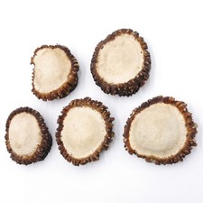 Rose Drop Rose Deer Antler Red