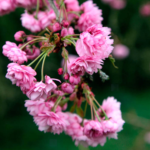 Prunus kiku shidare - 'kiku-shidare, zakura'