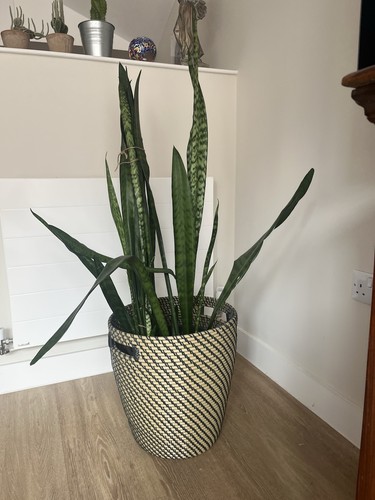 Extra large snake - large,