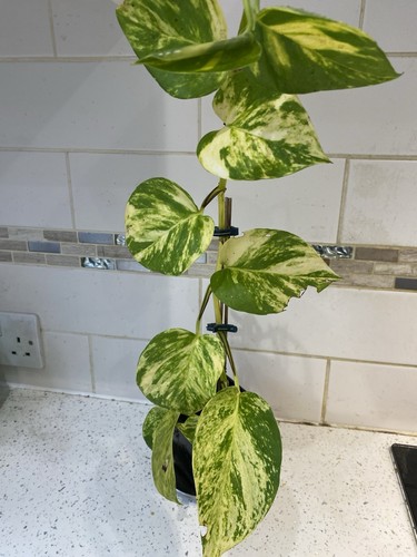 Variegated pothos epipremnum - pothos,