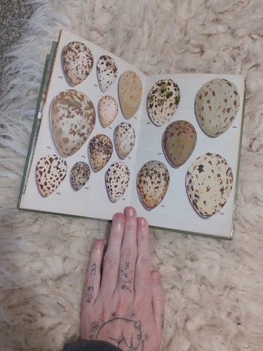 Vintage nesting birds eggs - birds,