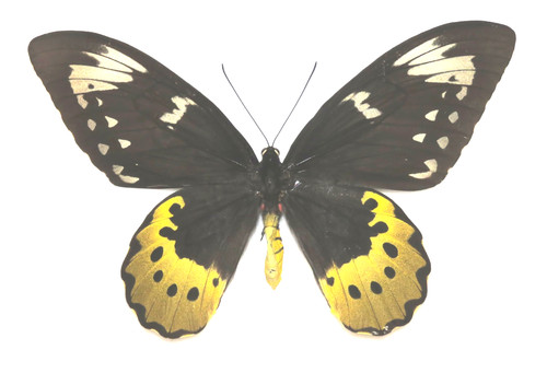 Ornithoptera goliath samson