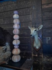 Taxidermy Duiker kudu