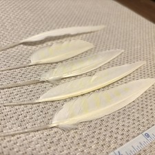 Five Real Lutino Cockatiel