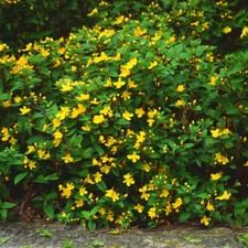 St Johns Wort 'Hidcote'. 5cm Plant x 2. Hypericum, evergreen, yellow flowers