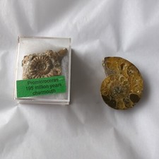 Pyrite ammonite fossil Promicroceras 17mm Charmouth Jurassic Coast Plus Polished