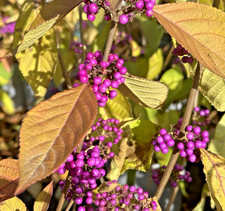 Callicarpa bod Profusion