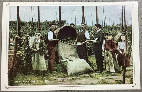 Hop picking kent - picking, tallyman
