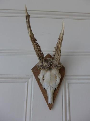 Roe deer skull antlers - roe,