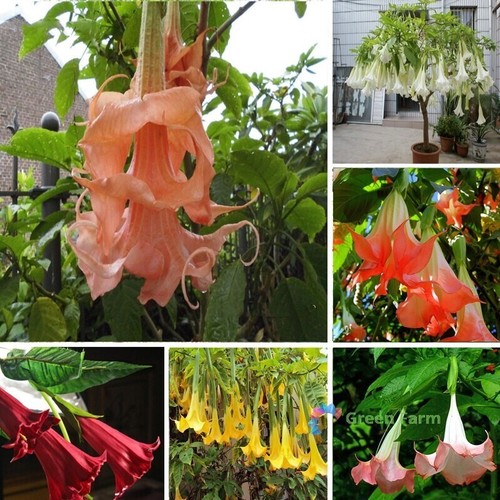 Seeds mixed brugmansia - mixed,