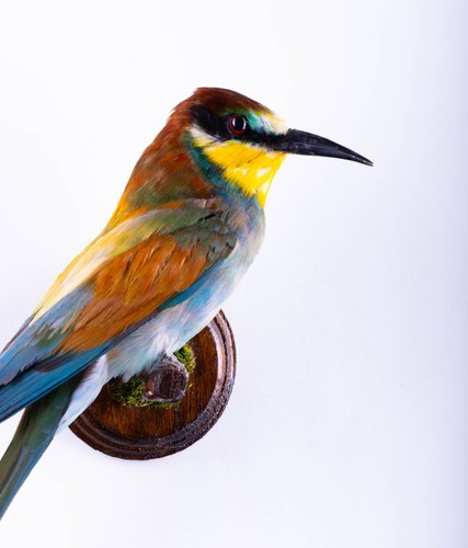 Taxidermy mount bird bee - mount,