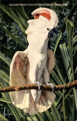 1946 salmon crested - 1946, cockatoo