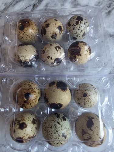 Corturnix quail eggs - corturnix, 12