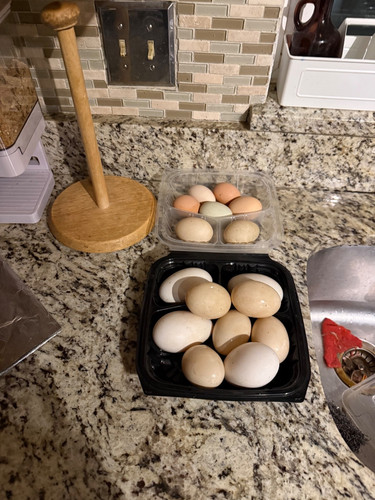 Muscovy eggs mix colors - 7, any
