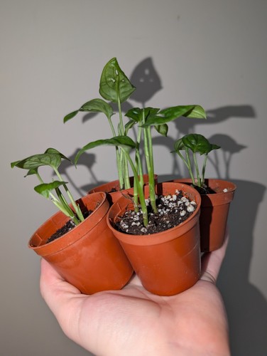 Baby monstera adansonii plant - adansonii,