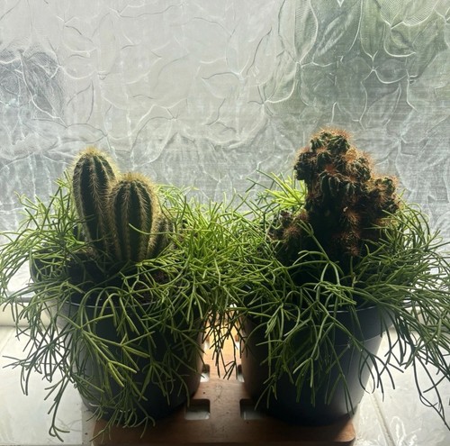 Mistletoe cactus 7cm pot - 🌵,
