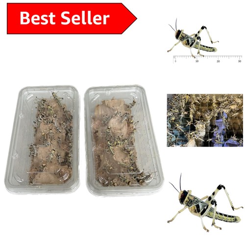 Live locusts mega tub 50 - live,