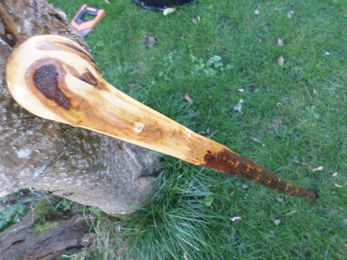 Blackthorn knob walking stick - ,
