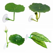 Suction cup fish spawning - suction,