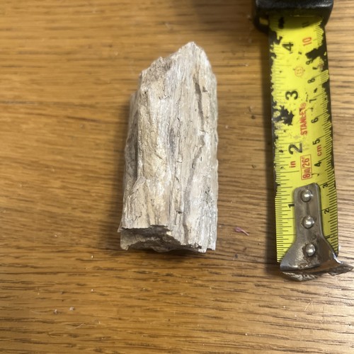 Petrified wood piece 8cm - petrified,