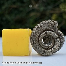 Promicroceras Golden Pyrite Ammonite Fossil Lower Lias Jurassic Coast Charmouth